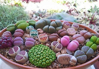 #ad Lithops Vibrant Mix Living Stones 25 seeds Free Shipping $4.99