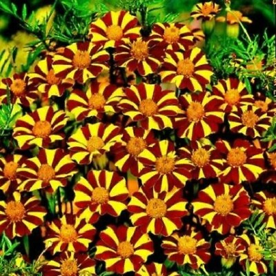 #ad French Marigold COURT JESTER Harlequin Tall Beneficial Plant Non GMO 100 Seeds $3.37