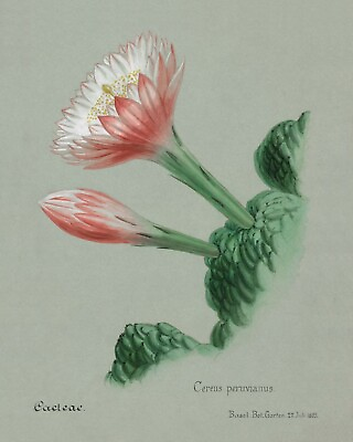 #ad 11480.Decor Poster.Room Wall.Home art design.Cactus flower.Biology illustration $60.00