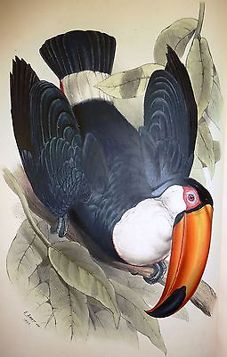 #ad John Gould Native Bird print Pecan art painting Vintage Old Australia AU $36.50