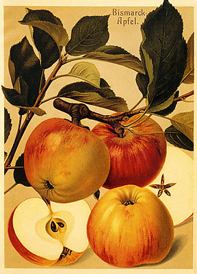 #ad Apples 22x30 Hand Numbered Ltd. Edition Botanical Garden Flower Art Print $120.00