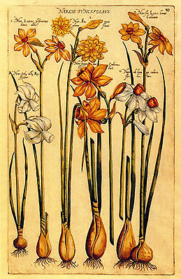 #ad Narcissus 22x30 Hand Numbered Ltd. Edition Botanical Garden Flower Art Print $120.00