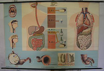 #ad School Wall Map Role Map Food Digestion Man Stomach $152.55