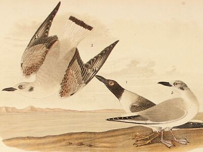#ad Audubon Bird Print 1890 Antique Original Lithograph 6X9 BONAPARTE#x27;S GULL SEAGULL $17.50