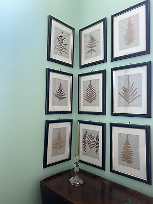 #ad English Antique Or Vintage Pressed Foliage Botanical Art Custom Frames $1800.00