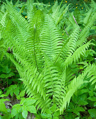 #ad Lady Fern 3 root divisions $16.76