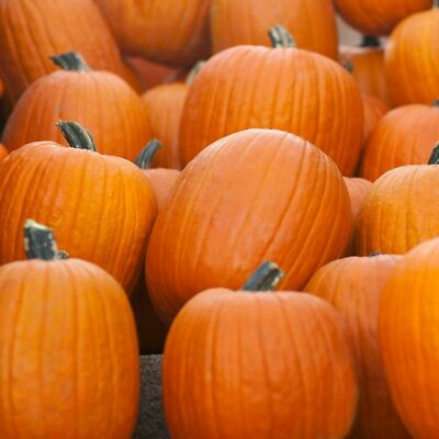 #ad #ad Jack O Lantern Pumpkin Seeds Carving Pumpkin 10 20 LBS Free Shipping 1076 $2.39
