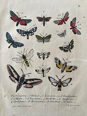 #ad #ad 1830 BUTTERFLY antique print from 1837. Bugs illustrations. Insect Print. $42.90
