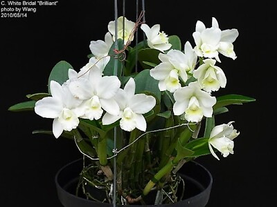 #ad C. White Bridal 4 inch pot flowering size 45$ $45.00