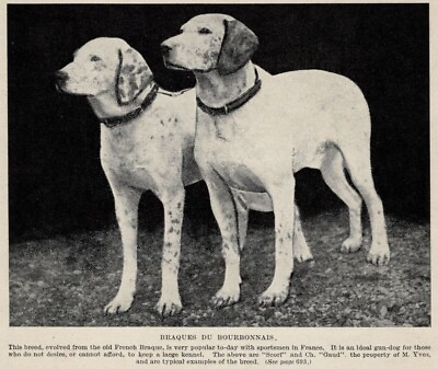 #ad Braques Du Bourbonnais 1934 Vintage Dog Art quot;Photoquot; Print CUSTOM MATTED $15.00