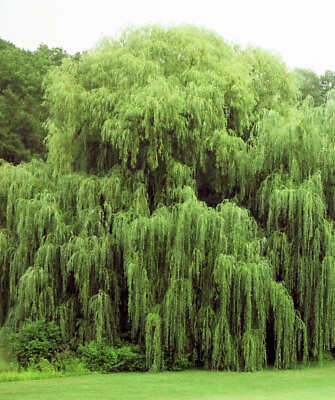 #ad 5 1 free Weeping Willow Cuttings is the romantic Tree for your garden. $14.99