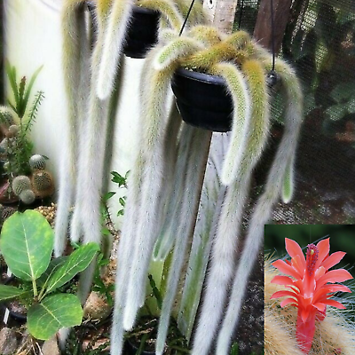 #ad Monkey Tail Cactus Hildewintera colademononis Succulent Plant $15.45