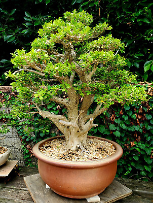 #ad 36quot; Japanese Boxwood Bonsai Tree Must Have for your Collection $2499.99