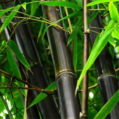 #ad 50 Black bamboo seeds Phyllostachys nigra. USA seller. $4.59