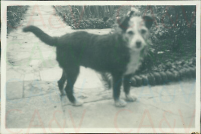 #ad 1952 quot;Pandaquot; Terrier dog Devon England 3.2x2.2quot; Orig GBP 4.10