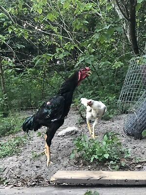 #ad Pure Malay Chicken 8 Hatching Eggs $250.00