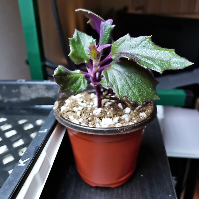 #ad Purple Passion Live Plant Potted with Soil Gynura aurantiaca $5.78