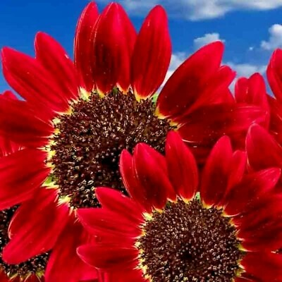 #ad 50 RED SUN RARE SUNFLOWER SEEDS FLOWERS BEAUTIFUL TALL CUT NON GMO HEIRLOOM USA $3.49