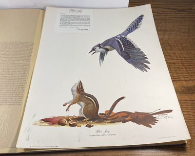 #ad Ray Harm Blue Jay Signed Print 1965 Vintage Bird Art Plate #XIII With Folder $23.96