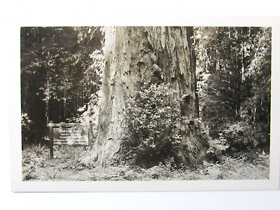 #ad Guerneville CA Armstrong Grove Park Parson Jones Tree Postcard Sonoma County $7.50