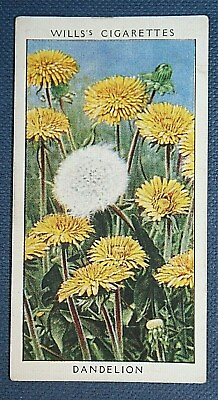 #ad DANDELION Vintage Botanical Colour Card BD24 GBP 3.99
