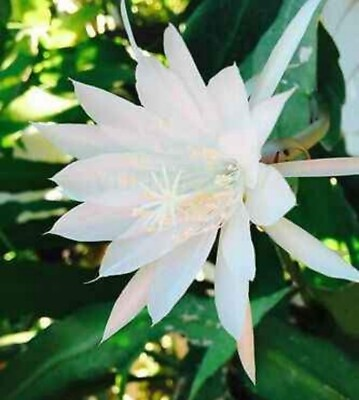 #ad Epiphyllum Queen of the Night White Orchid Cactus Two Rooted Pieces Plant $8.00