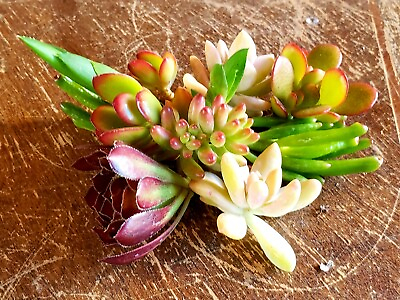 #ad Succulent Five Assorted Succulent Plant Cuttings $5.99