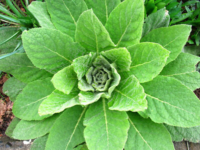 #ad 500 1000 Grams of Great Mullein SEEDS Verbascum Thapsus FREE SHIPPING $48.00