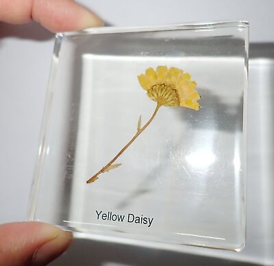 #ad Yellow Daisy Chrysanthemum Flower with Stam in 75x75x10 mm Clear Square Slide $13.00