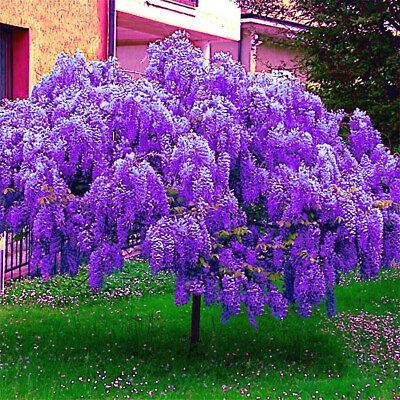 #ad 5 Chinese Blue Wisteria sinensis Tree Seeds Fast Climber Flower Vine Hardy Plant $8.95