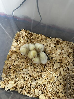 #ad chicks for sale $4.00