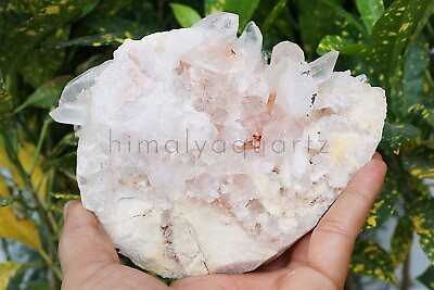 #ad 825 gm Natural White Pink Quartz Crystal Cluster Healing Mineral Home Decor $107.94