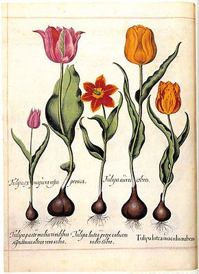#ad Tulipa 22x30 Hand Numbered Edition Botanical Garden Flower Art Print $120.00