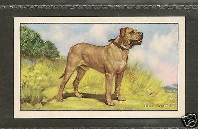 #ad 1936 UK Dog Art Full Body Study Gallaher Series A Cigarette Card BULLMASTIFF $1.99