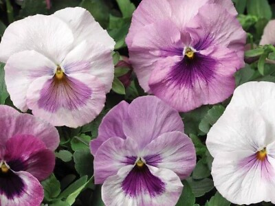 #ad Pansy Pink Shades 20 Flower Seeds $3.99