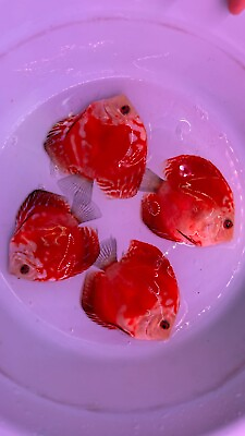 #ad Pre order X1 Red Panda Discus 3” Fish Aquarium Overnight Shipping May 8 $49.99