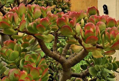 #ad Crassula ovata – Jade Plant This is for 2 Cuttings 3 5quot; in length $7.40