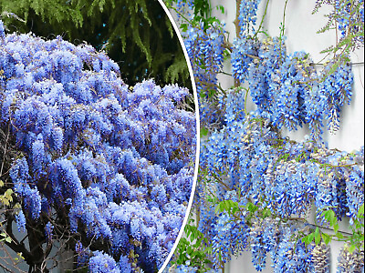 #ad 5 Blue Chinese Wisteria Seed Perennial Climbing Flower Vine Shrub Free Shipping $5.95