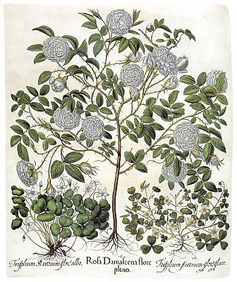 #ad White Rose 22x30 Botanical Garden Flower Art Print Hand Numbered Edition $120.00