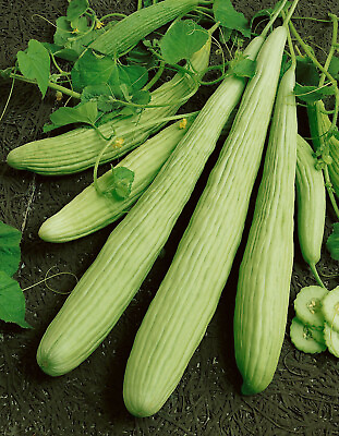 #ad 50 SNAKE PALE ARMENIAN CUCUMBER SEEDS NON GMO FRESH FOR 2024 GARDENS $2.03