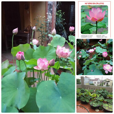 #ad 10 big Lotus Flower seed white amp; Pink Nelumbo Water Lily Sen Ta hat sen $9.99