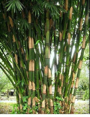 #ad #ad 50 Giant Atter Bamboo Seeds Privacy Garden Clumping Exotic Shade Screen Seed 398 $8.99