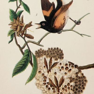 #ad Audubon Bird Print 1890 Antique Original Lithograph 6X9 AMERICAN REDSTART BEES $10.50