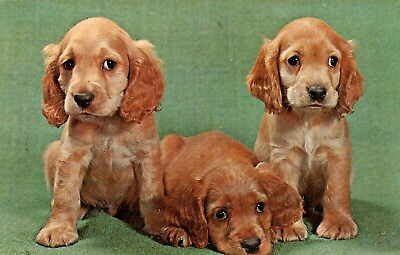 #ad Vintage Dog Postcard THREE BROWN PUPPIES UNPOSTED $3.00