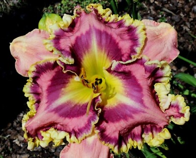 #ad Venetian Ruffles Daylilies 3 fans Return and multiply yearly World#x27;s Finest $129.95