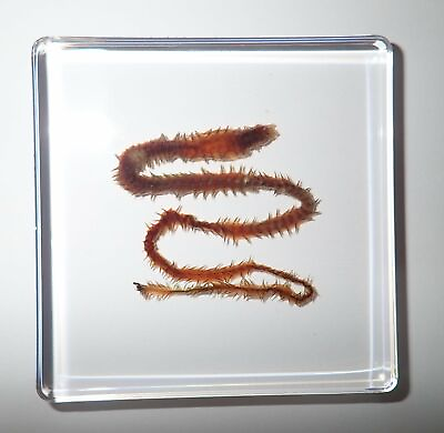 #ad Clamworm Slender Ragworm in 75x75x10 mm Clear Square Slide Education Specimen $15.00