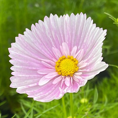 #ad Cosmos Cupcake Blush Seeds 25 Seeds Per Packet Non GMO $3.95