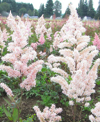 #ad Peach Blossom Astilbe 3 root divisions $13.99