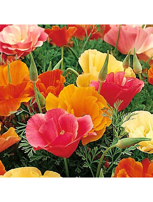 #ad poppy CALIFORNIA MISSION BELLS MIX 500 seeds GroCo BUY ANY 10 SHIPS FREE $0.99