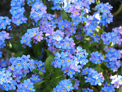 #ad forget me not CHINESE BLUE flower 305 seeds GroCo $0.99